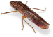 glassy-winged sharpshooter
